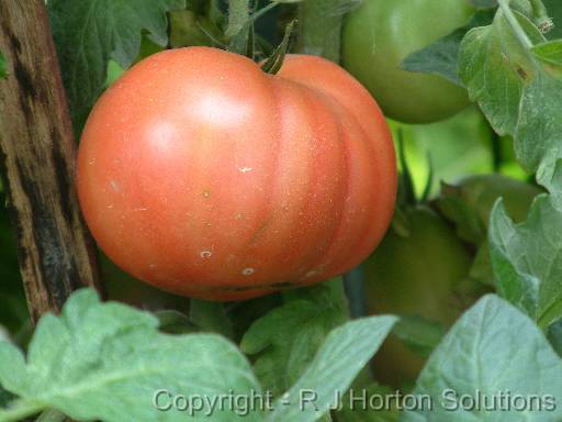 Tomato Half ripe_2 